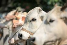 Kebun Terantam PTPN IV Regional III siap menyalurkan 1.000 paket daging kurban pada Idul Adha 2024 ini.