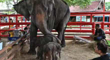 Gambar menunjukkan kembar gajah yang baru lahir, betina (kanan) dan jantan (C), berdiri di depan ibu mereka di Istana Gajah Ayutthaya dan Royal Kraal di Ayutthaya pada 10 Juni 2024 /AFP