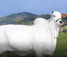 Sapi 'Sultan' Termahal di Dunia dengan Hrga Rp65,8 M. (X/Foto)