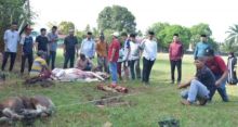 Hari Raya Idul Adha, Inspektorat Bengkalis Qurban 4 Ekor Sapi 