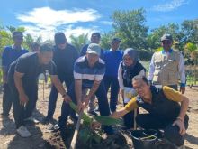  RAPP memberi bantuan ribuan bibit pisang barangan untuk para kelompok tani di Siak