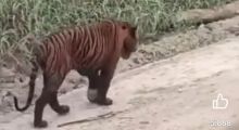  Viral, Video Harimau Sumatera Disebut Keluyuran di Jalan Koridor RAPP