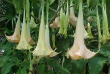 Seberapa Cepat Kecubung Beri Efek Halusinasi?