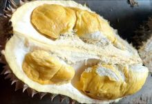 Durian