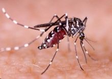 Nyamuk DBD Serang Warga Binaan Lapas IIA Bengkalis, 12 Meninggal Dunia