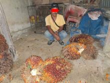 Karyawan PT. SIR Diamankan Polisi, Gelapkan Tandan Buah Kelapa Sawit untuk Biaya Pengobatan Keluarga