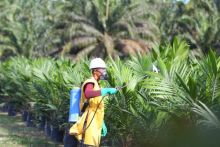 Potensi Danantara Akselerasi Hilirisasi Perkebunan Negara 