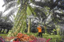 HUT ke-29, PTPN Group Raih Laba Rp 14,9 Triliun  