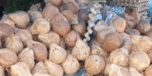 Di Rupat Harga Kelapa Tembus 15 Ribu Per Butir, Untuk Bengkalis Santan Tembus 40 Ribu