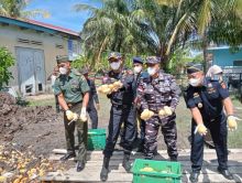Danposal Bengkalis Ikuti Pemusnahan 28000 Kilogram Mangga dan Bawang Putih