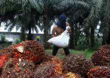 PalmCo Akan Percepat Dekarbonisasi, Serap 873.395 Ton Karbon pada 2024