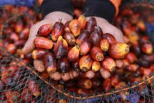 Dirut PTPN Optimis Minyak Sawit Tetap Kompetitif di Tengah Perang Tarif