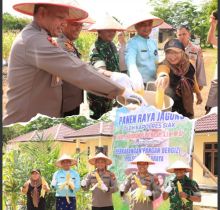 Panen Raya Jagung Warnai Mapolsek Bungaraya: Kapolres Siak Tegaskan Komitmen Polri Jaga Ketahanan Pangan