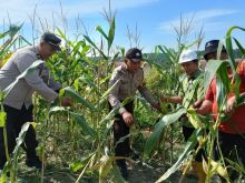 Panen Raya Jagung di Tualang: Kolaborasi Polsek dan PT. AIP/TSE Dorong Swasembada Pangan Siak