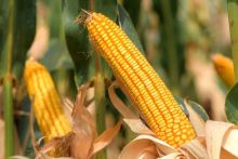 Ilustrasi jagung. Sumber: kompas.com