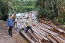 Polisi Bongkar Illegal Logging di Kepulauan Meranti, 20 Ton Kayu Disita. (Media Center Riau)