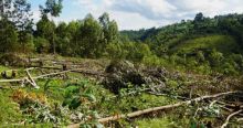 Penebangan Liar di Kongo yang Dikuasai Pemberontak Mengancam Keberlangsungan Gorila 
