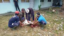 Dua Ekor Sapi dan 3 Ekor Kambing Dikurbankan di Lapas IIA Bengkalis  
