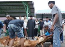 Masjid Al Mubarok Senggoro Sembelih 8 Ekor Hewan Kurban