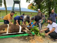Iduladha Aksi Nyata Kepedulian Sosial, Karyawan RAPP Bagikan 10.057 Kantong Daging dari 151 Hewan Kurban