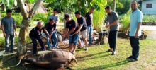 Dua Ekor Sapi dan 4 Ekor Kambing Disembelih Diskominfo Bengkalis