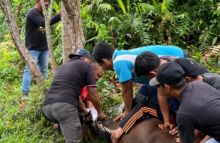 Diskes Bengkalis Sembelih 3 Ekor Sapi Pada Hari Raya Kurban