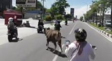 Sapi Kurban Lepas, Bikin Panik Warga dan Macetkan Jalan Sudirman Dumai (sumber dari: riautv)