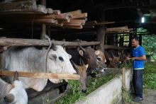 Peternak Binaan RAPP Sukses Pasok Puluhan Sapi Kurban Setiap Tahun