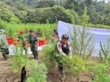Ladang Ganja Raksasa di Pegunungan Aceh Terbongkar, 960 Ribu Batang Dimusnahkan. 