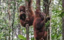 PTPN IV PalmCo Dukung Rehabilitasi Orang Utan Kalimantan