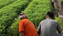 Lapas IIA Bengkalis Panen Ribuan Batang Kangkung yang di Kelola WBP