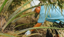 1.597,82 Ha Tanaman Sawit Muda PTPN IV Regional III Masuki Masa Panen