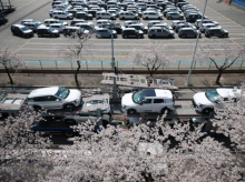 Sebuah truk pengangkut mobil buatan Kia Motors, bagian dari perusahaan otomotif terbesar Korea Selatan, Hyundai Motor, melintasi pohon sakura yang sedang berbunga di dekat Pelabuhan Pyeongtaek di Korea Selatan /Reuters