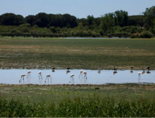 Hewan-hewan terlihat di rawa-rawa di Taman Nasional Donana, di desa El Rocio, Spanyol, 25 April 2023, yang mengalami kekeringan dan penurunan permukaan air akibat kekeringan /Reuters