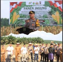 Kapolres Siak Hadiri Panen Jagung di Lubuk Dalam: Sinergi Bangun Swasembada Pangan Nasional
