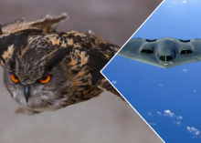 Burung hantu menginspirasi desain pesawat /net