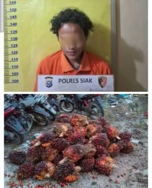 Tertangkap Saat Angkut Sawit Curian, Mahasiswa di Kandis Diamankan Polisi — 2 Pelaku Lain Masih Buron