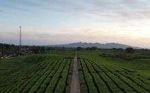 Area perkebunan milik PTPN IV PalmCo/Dok. PTPN IV