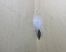 Ternyata Ini Alasan Larva Kamitetep Bikin Gatal-gatal