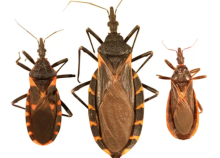 Tiga spesies kissing bug/ Gabriel L. Hamer, Universitas Texas A&M