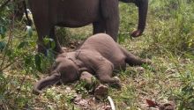 Gajah Tari Mati Dengan Perut Gembung di Tesso Nilo, Penyebab Kematian Masih Diselidiki. (Tangkapan Layar)