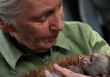 Antropolog dan primatologi Inggris Jane Goodall menggendong bayi monyet Cariblanco (cebus capucinus) saat berkunjung ke Pusat Rehabilitasi dan Penyelamatan Primata, di Peñaflor, 36 km barat daya Santiago, pada 23 November 2013 /AFP