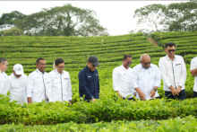 Hingga September 2025, Produksi Teh PTPN IV Tembus 10.325 Ton