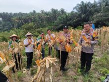 Polsek Kerinci Kanan Gelar Panen Raya Jagung, Wujud Nyata Dukung Ketahanan Pangan Nasional
