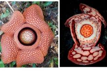 Anies Baswedan Respon Penemuan Rafflesia Hasseltii, Sentil Universitas Oxford: Ilmuwan Lokal Bukan NPC!