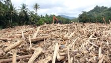 Kayu Gelondongan di Banjir Sumut, Kemenhut Bantah Isu Pembalakan Liar. 