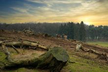 deforestasi. Sumber: kompas.com