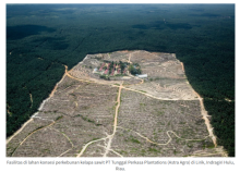 BPS Beberkan Data Riau Jadi Provinsi dengan Lahan Sawit Terluas di Indonesia, Total 3,4 Juta Hektar. (Tangkapan layar/Greenpeace)