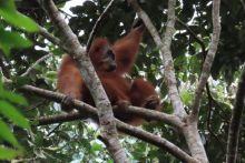 Nasib Orang Utan Tapanuli yang Terancam Punah usai Terdampak Bencana Banjir Bandang. (Dok. Kementerian Kehutanan)