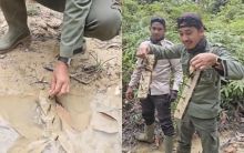 Petugas TN Tesso Nilo Lagi-lagi Temukan Ranjau Paku di Jalur Gajah, Diduga Ada Sabotase. (Tangkapan Layar)